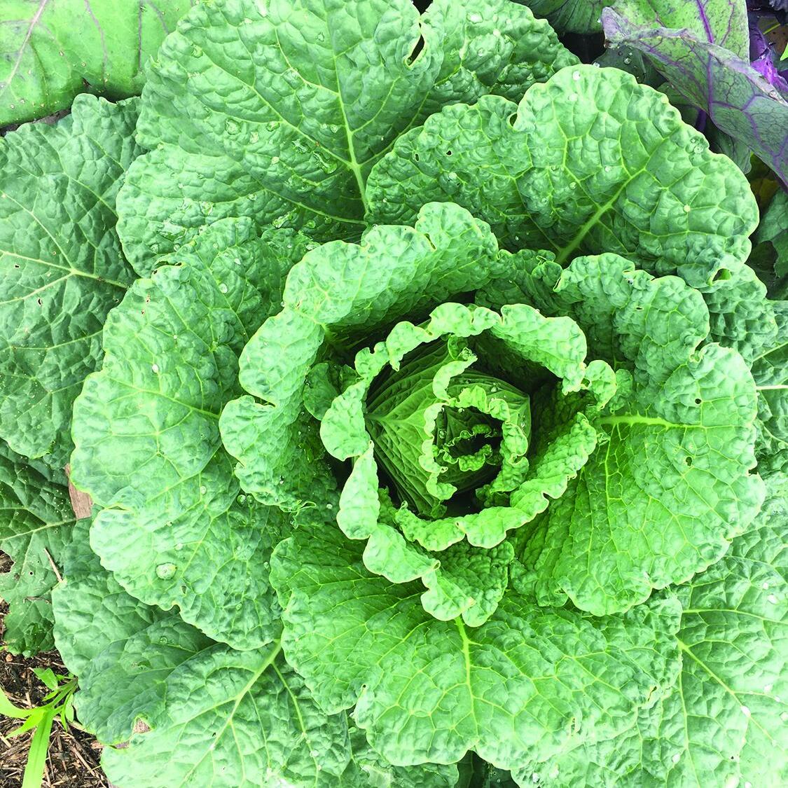 resilient gardens 1.JPG